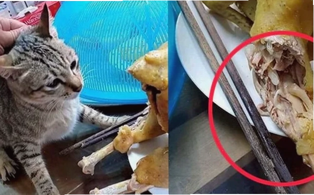 gà luộc meme