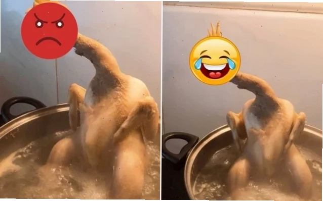 gà luộc meme
