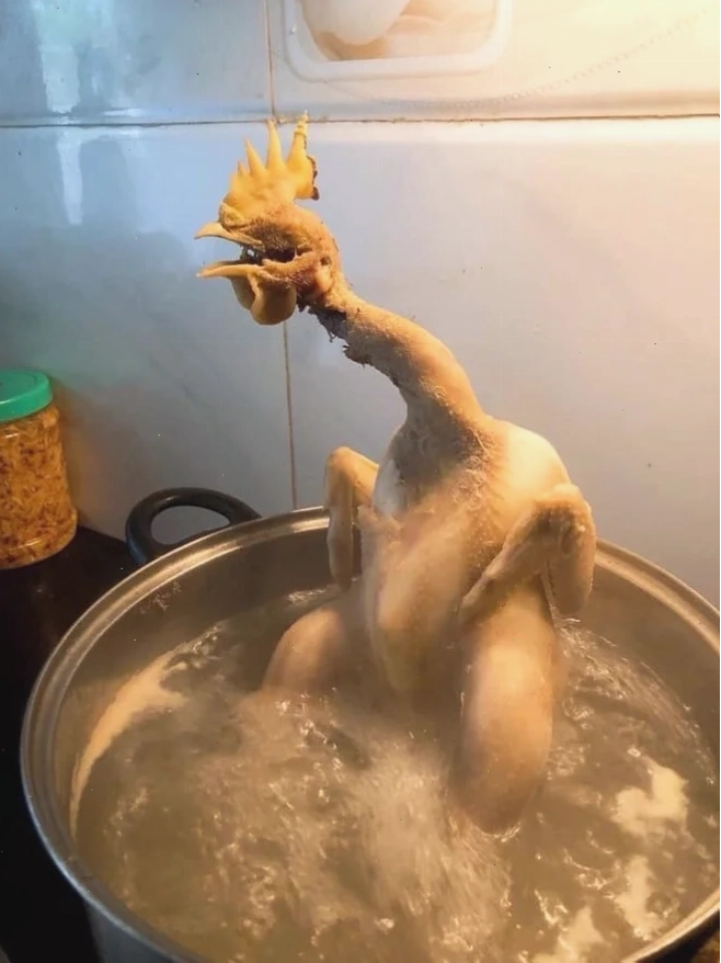 gà luộc meme