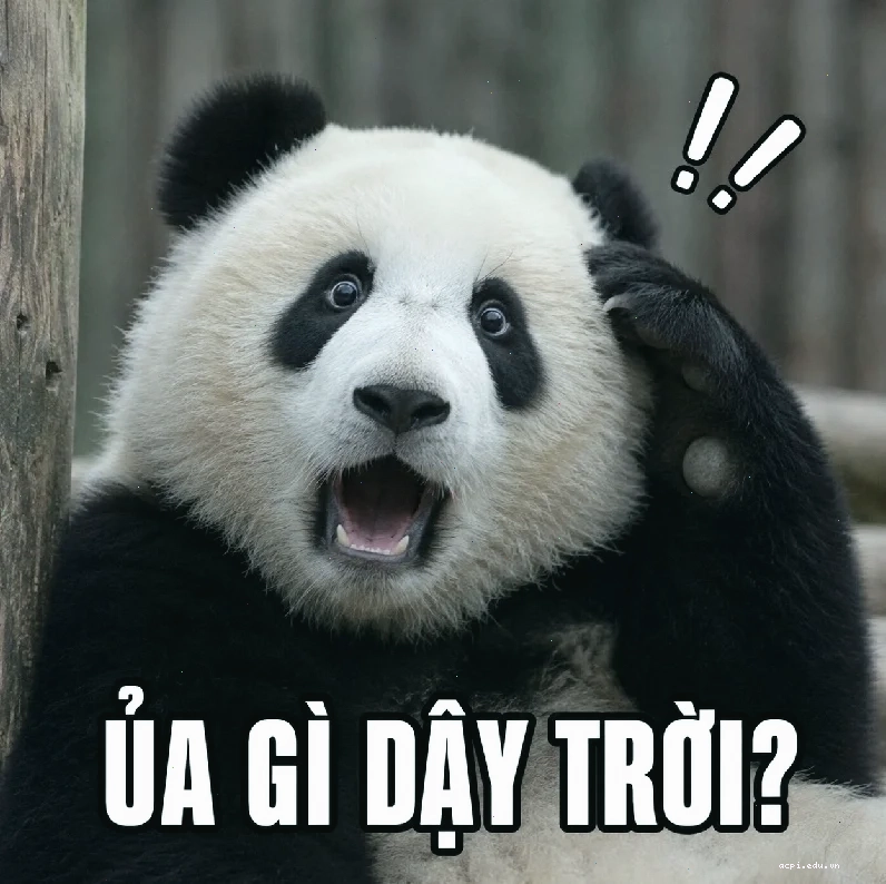 Gấu trúc ngộ nghĩnh đề nghị nghiêm túc