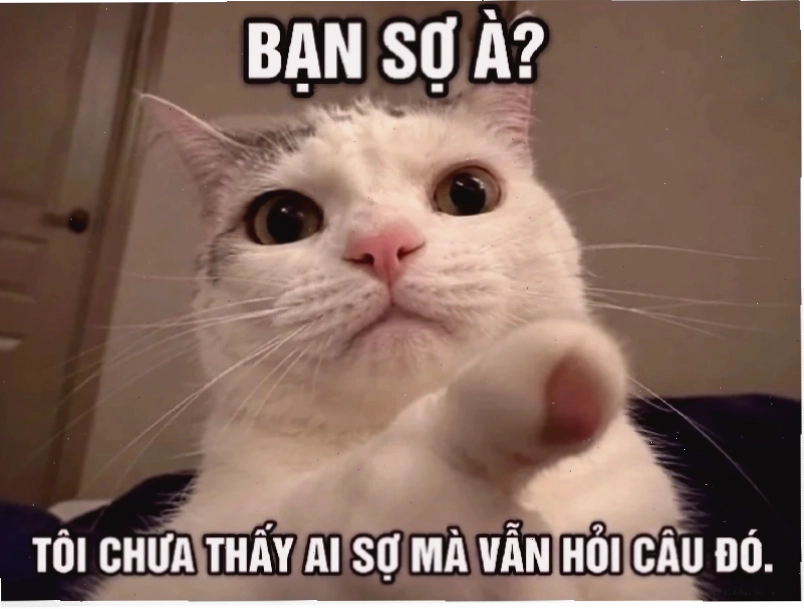 Giá trị giải trí đây là đâu tôi là ai meme