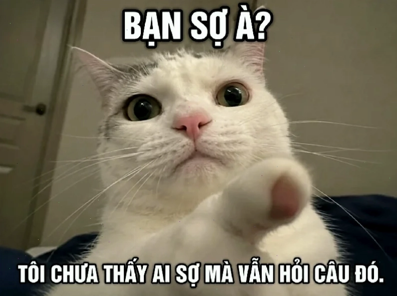 Giá trị giải trí đây là đâu tôi là ai meme