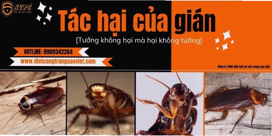 gián meme ấn tượng