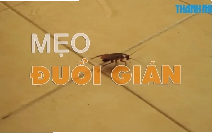 gián meme cuối