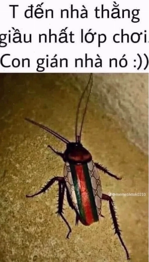 gián meme đáng yêu