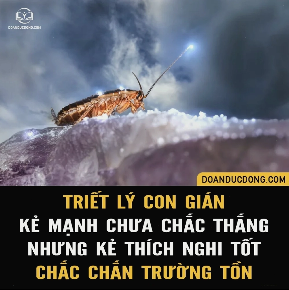 gián meme độc đáo