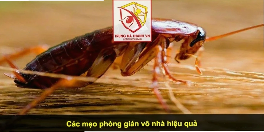 gián meme đời thường