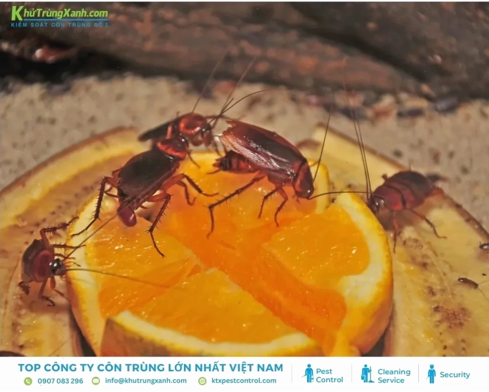 gián meme kiên cường