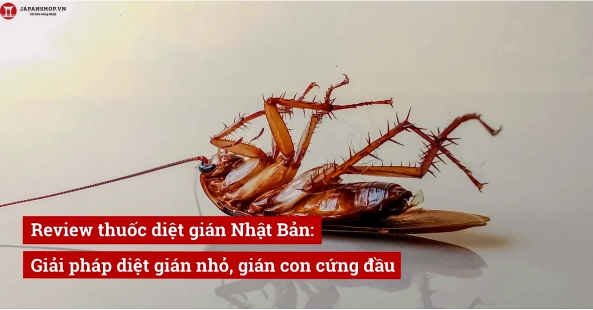 gián meme lịch thiệp