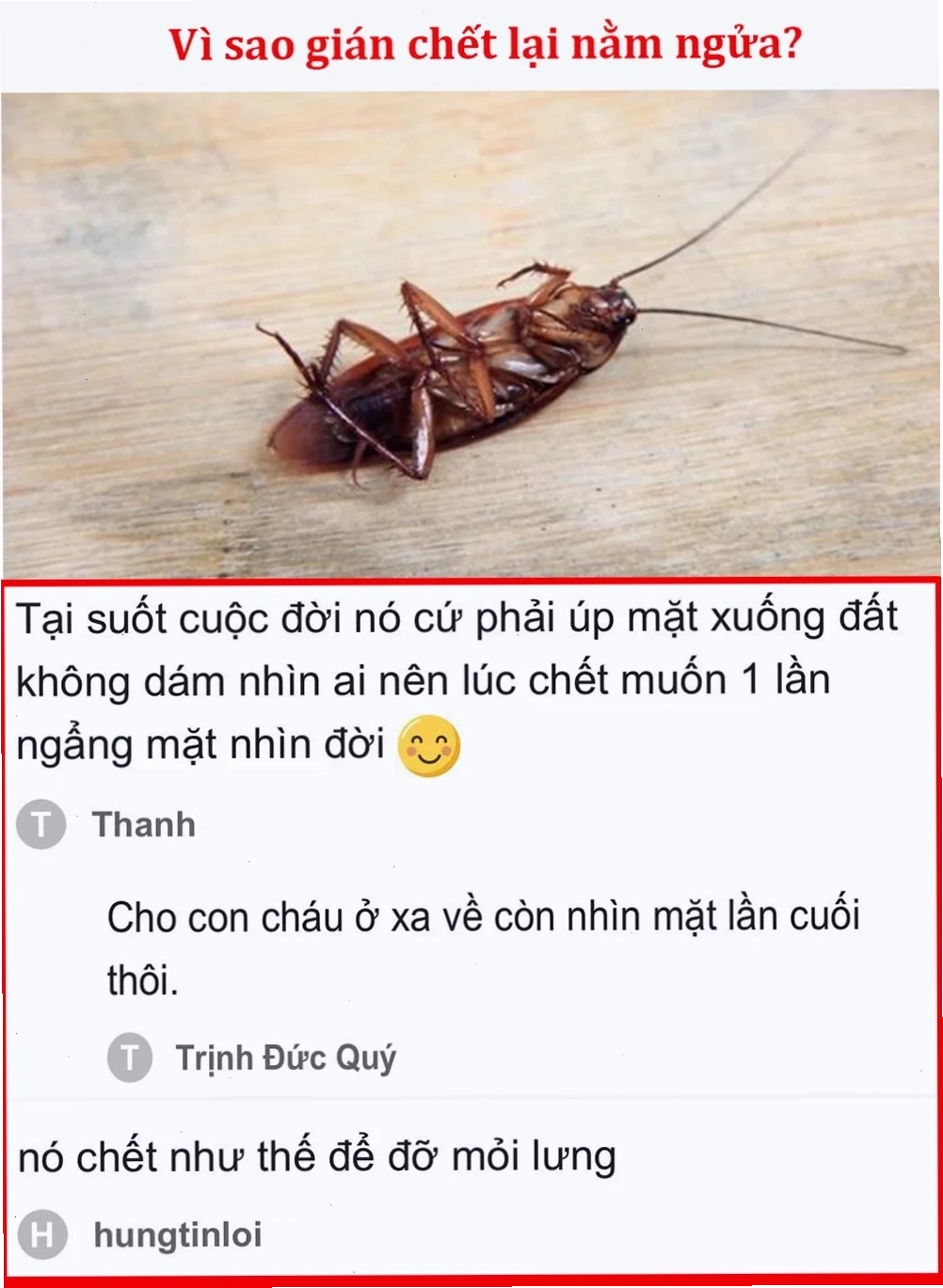 gián meme ngọt ngào
