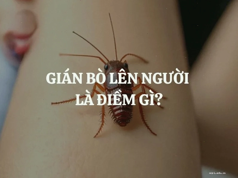 gián meme nhỏ nhắn