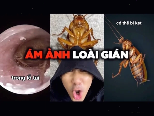 gián meme quyến rũ