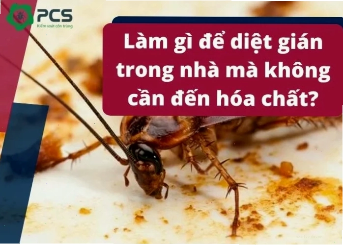gián meme sáng tạo