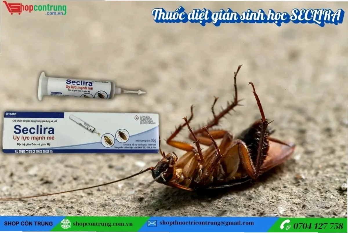 gián meme tưng bừng