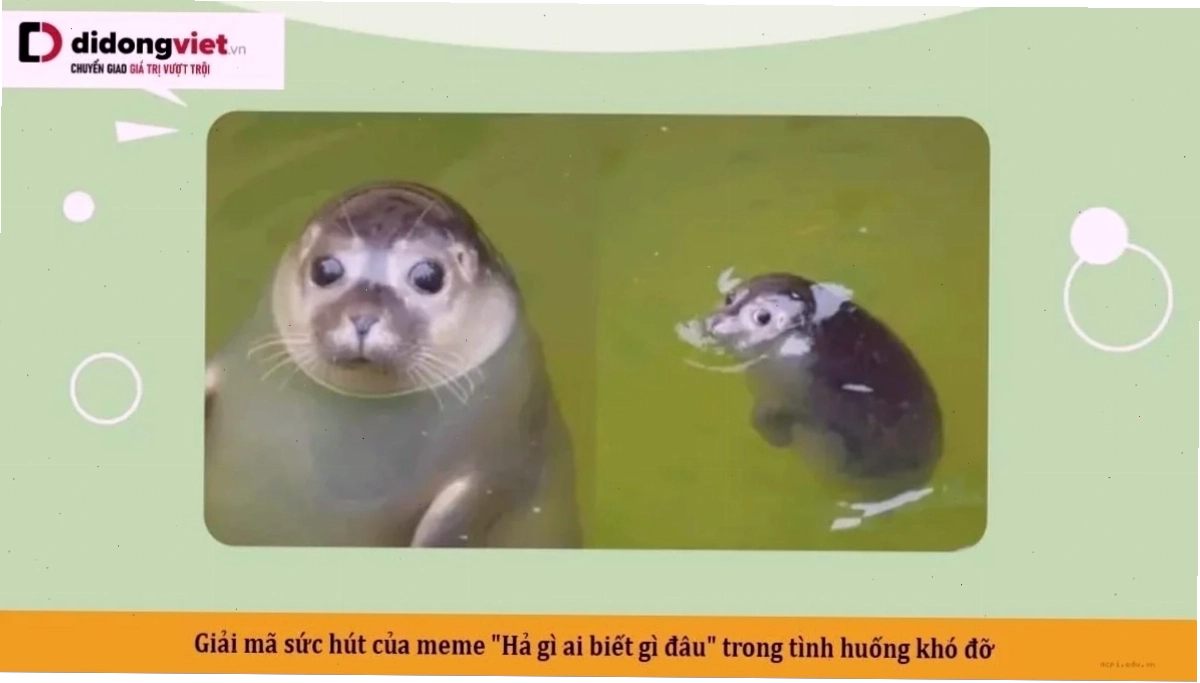Góc nhìn mới về đây là đâu tôi là ai meme