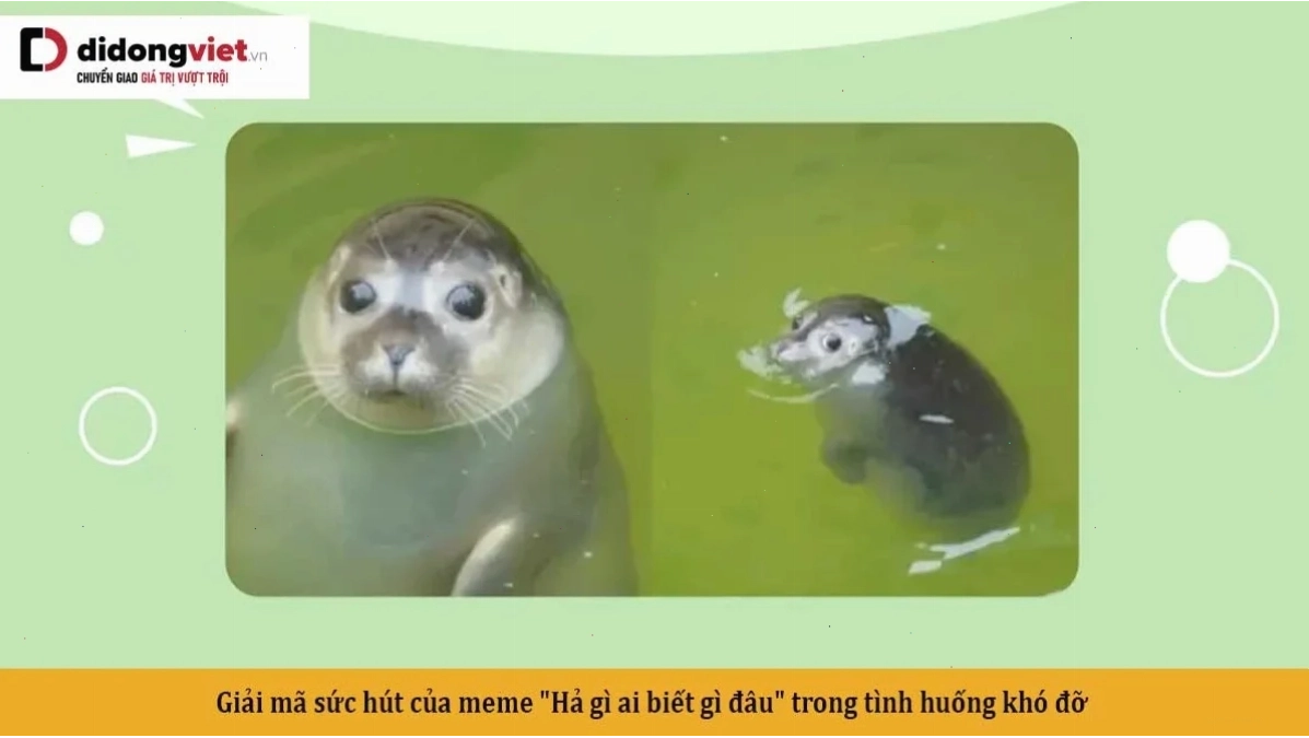 Góc nhìn mới về đây là đâu tôi là ai meme