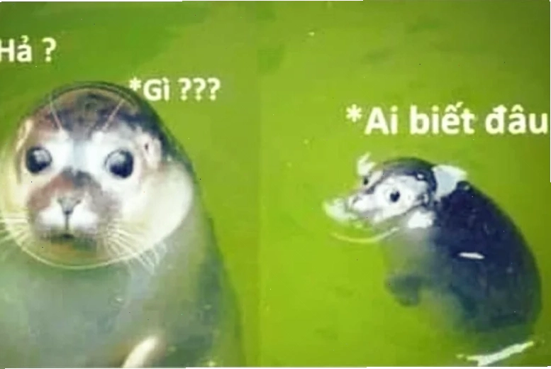 hả gì ai biết đâu meme biểu cảm siêu cấp