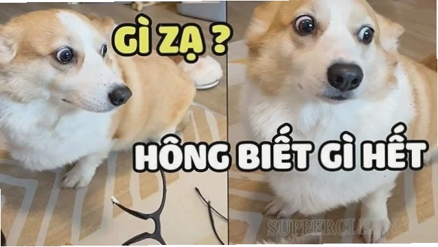 hả gì ai biết đâu meme chú hải cẩu dễ thương