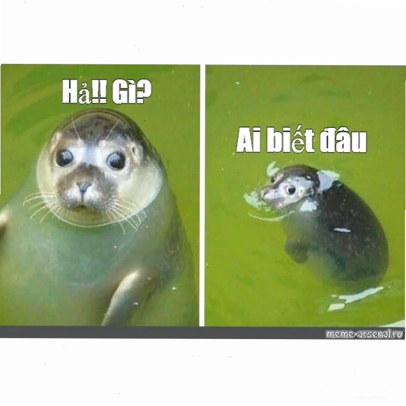 hả gì ai biết đâu meme độ hot