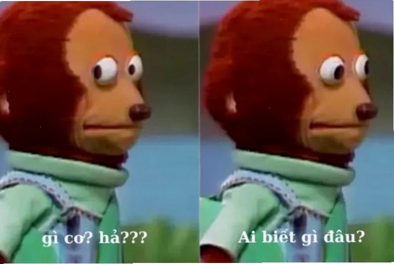 hả gì ai biết đâu meme hải cẩu dưới nước