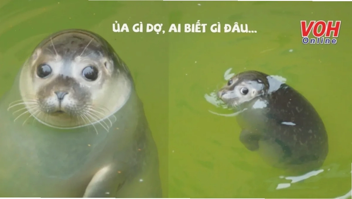 hả gì ai biết đâu meme hài hước