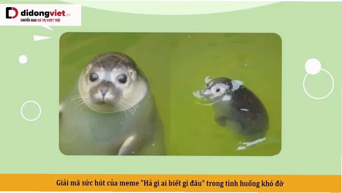 hả gì ai biết đâu meme lan tỏa
