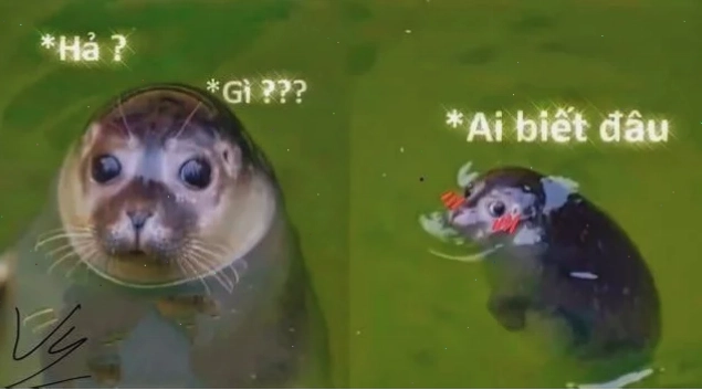 hả gì ai biết đâu meme meme ai biết gì đâu