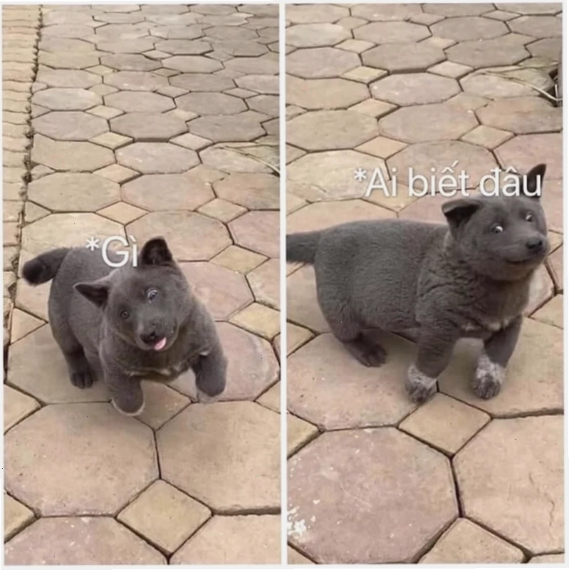 hả gì ai biết đâu meme nổi tiếng