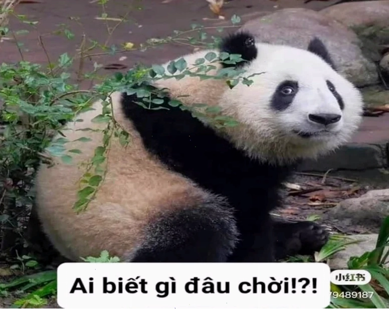 hả gì ai biết đâu meme trải nghiệm