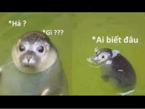 hả gì ai biết đâu meme trào phúng