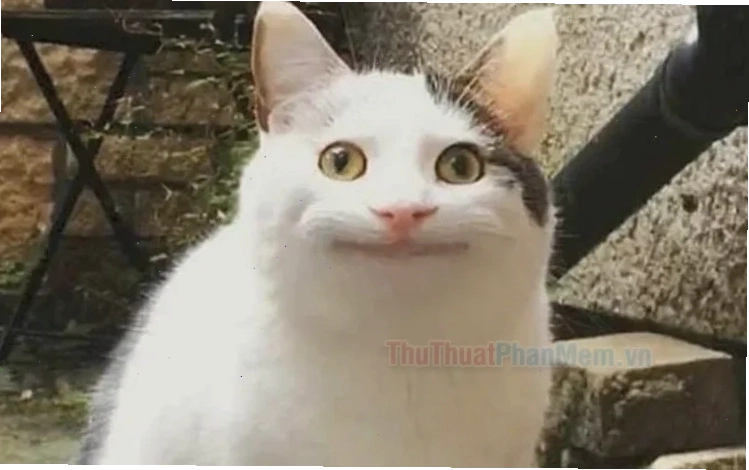 hả gì ai biết đâu meme trên diễn đàn