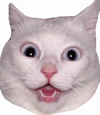 head meme lầy