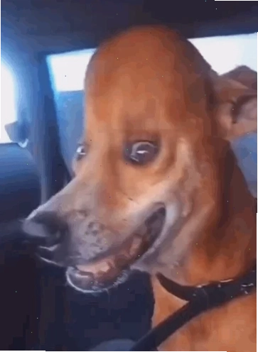 head meme sáng tạo