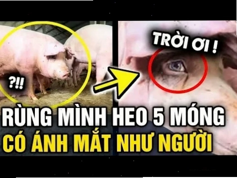 heo meme