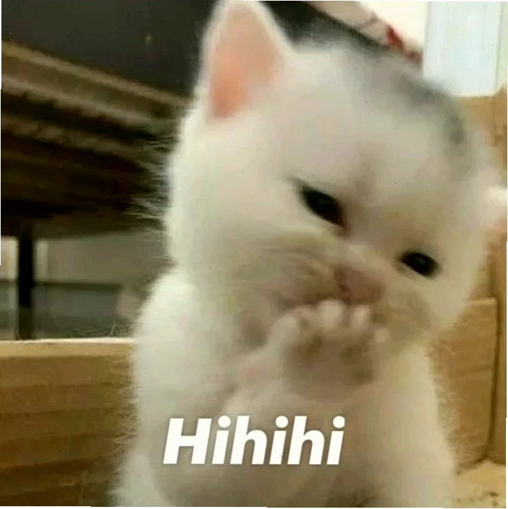 hihi meme chó con
