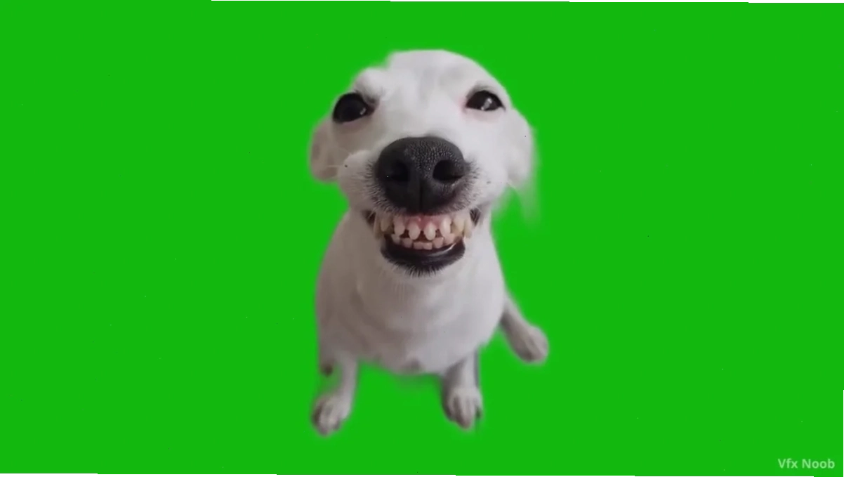 hihi meme chó cười