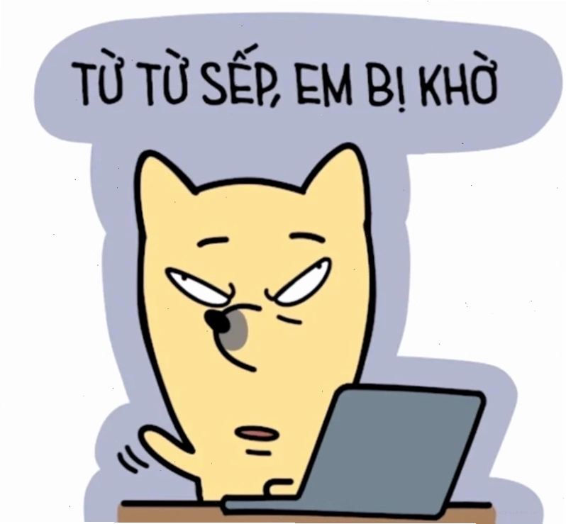 Meme mèo siêu cute hình nền máy tính meme cat