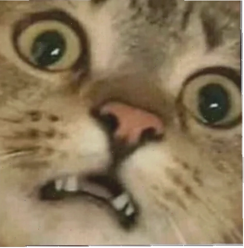 hoang mang meme thú cưng hoang mang meme của động vật