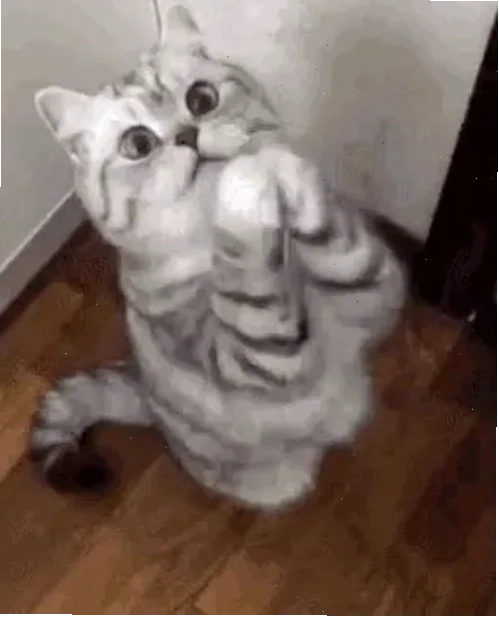 Hoạt hình cầu xin meme vui nhộn