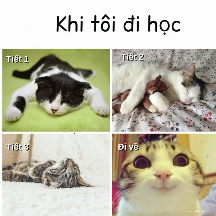học sinh meme lạc quan