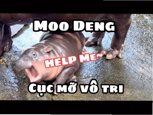 hư nè hư nè meme troll nhẹ