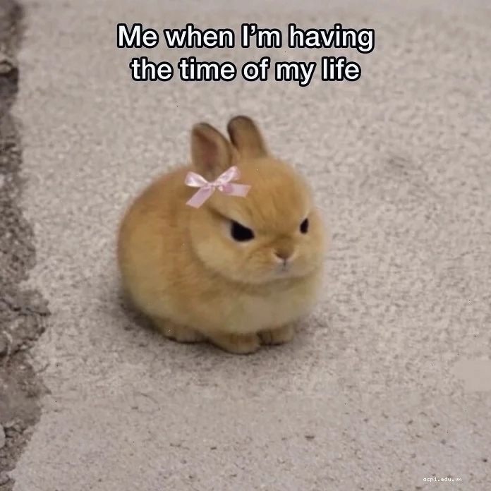 Hướng dẫn làm meme