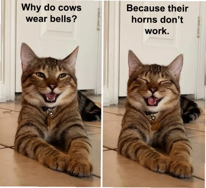 joke meme cười bể bụng