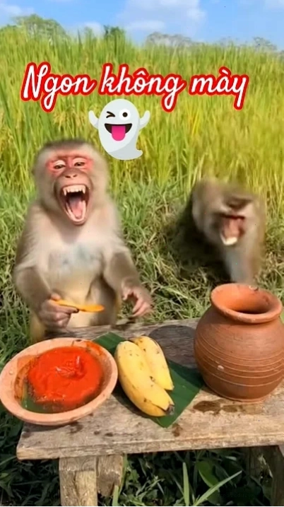 khỉ meme bựa