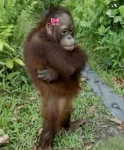 khỉ meme nghe nhạc