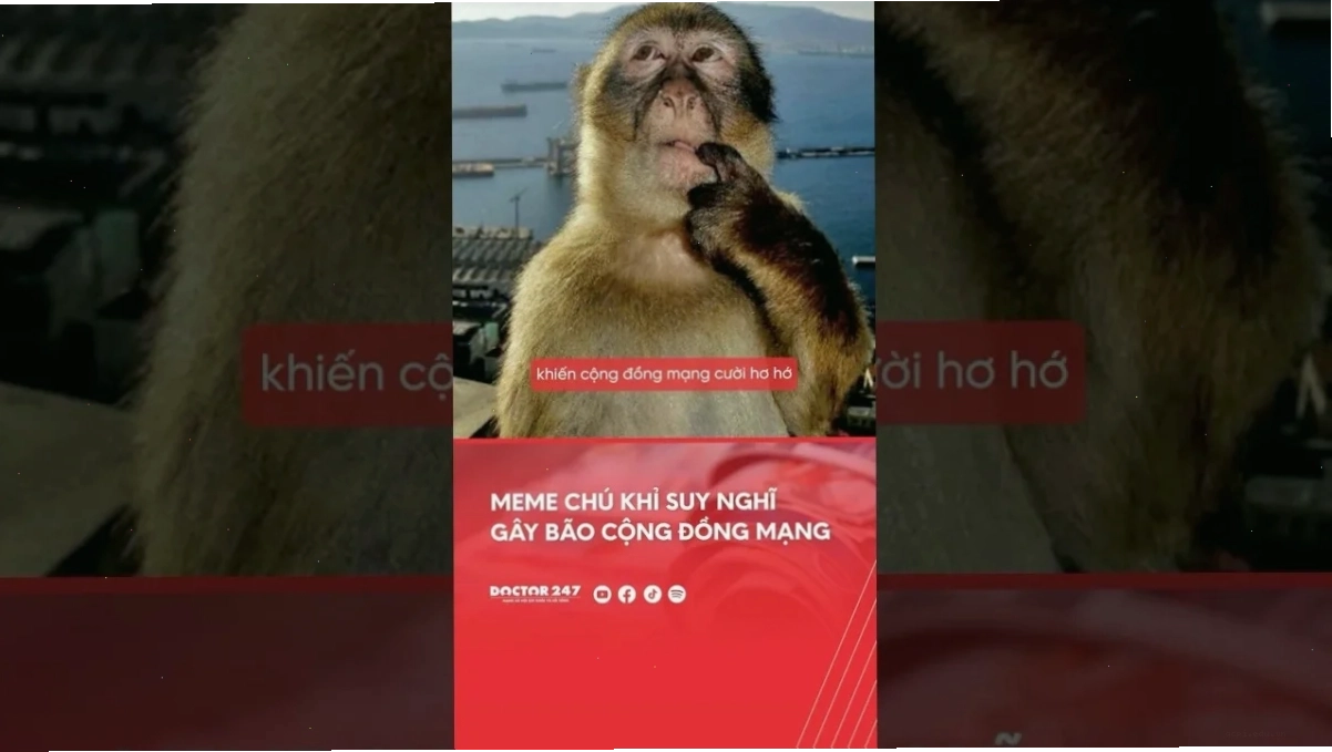 khỉ meme nghĩ ra