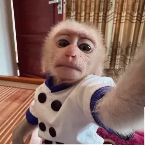 khỉ meme suy nghĩ TikTok