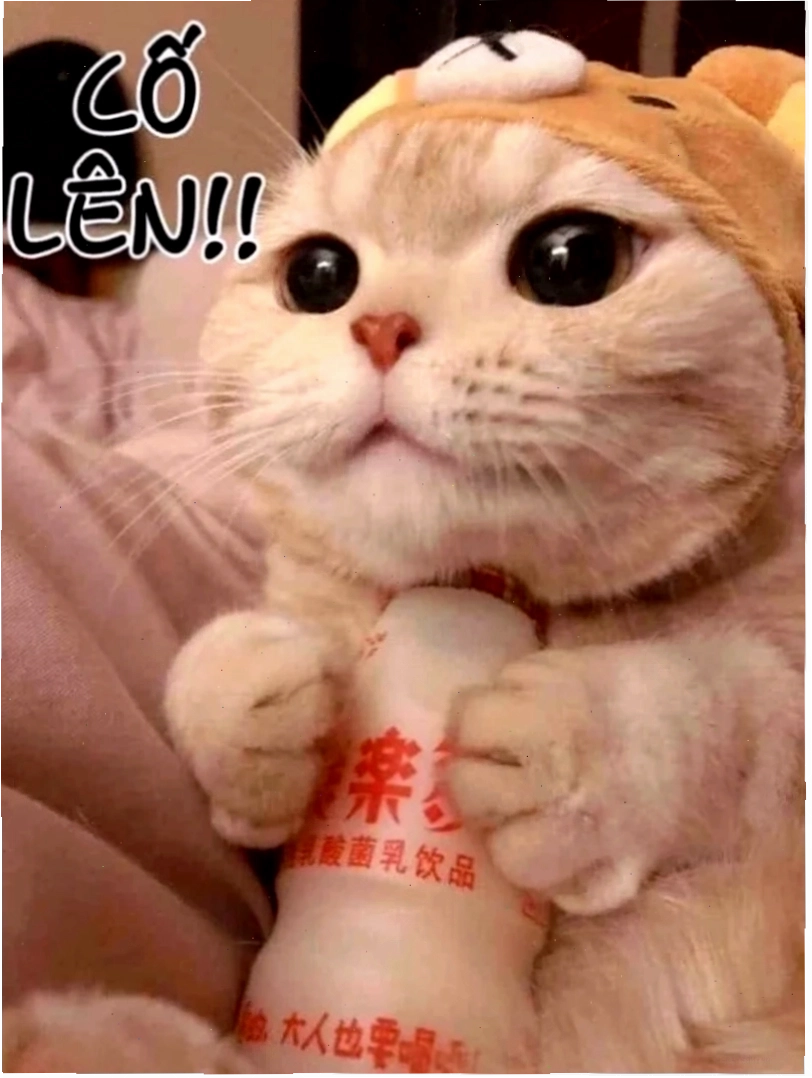 mạnh mẽ lên meme tự tin