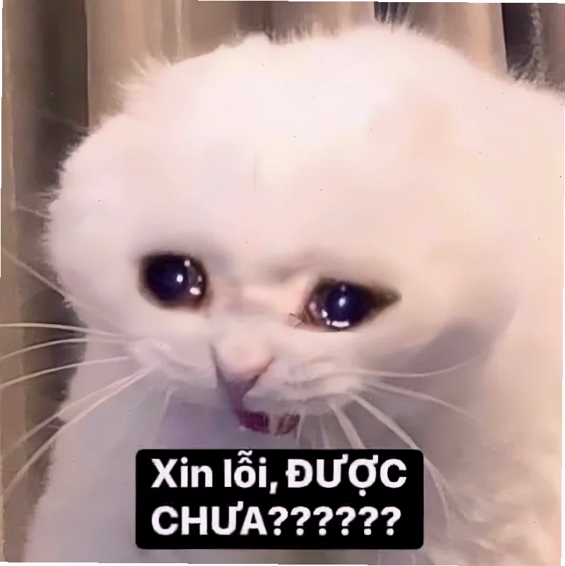 Mặt cầu xin meme của Quỳnh AKA