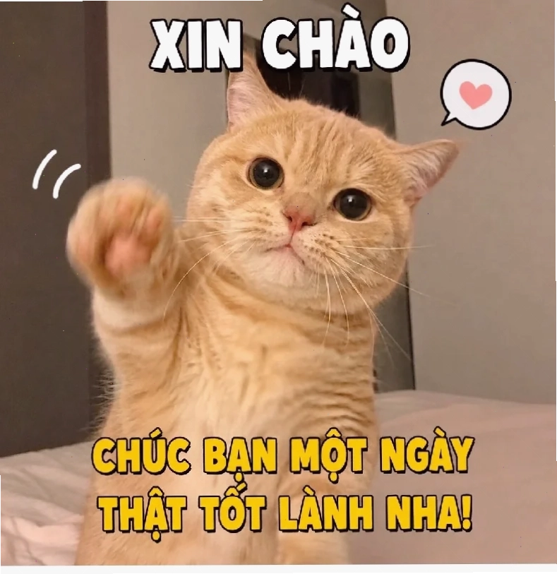 Mặt cầu xin meme cười ra nước mắt